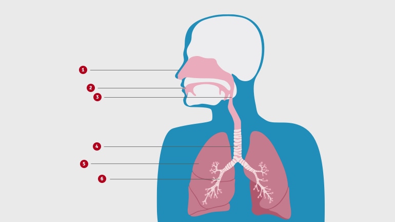 Schemat górnej części ciała pokazuje, jak budowane są drogi oddechowe